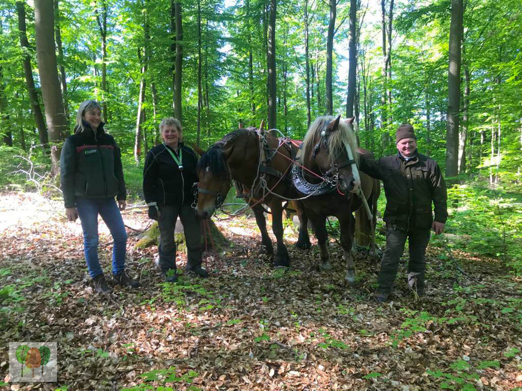 Holz Rickus Beltheim 