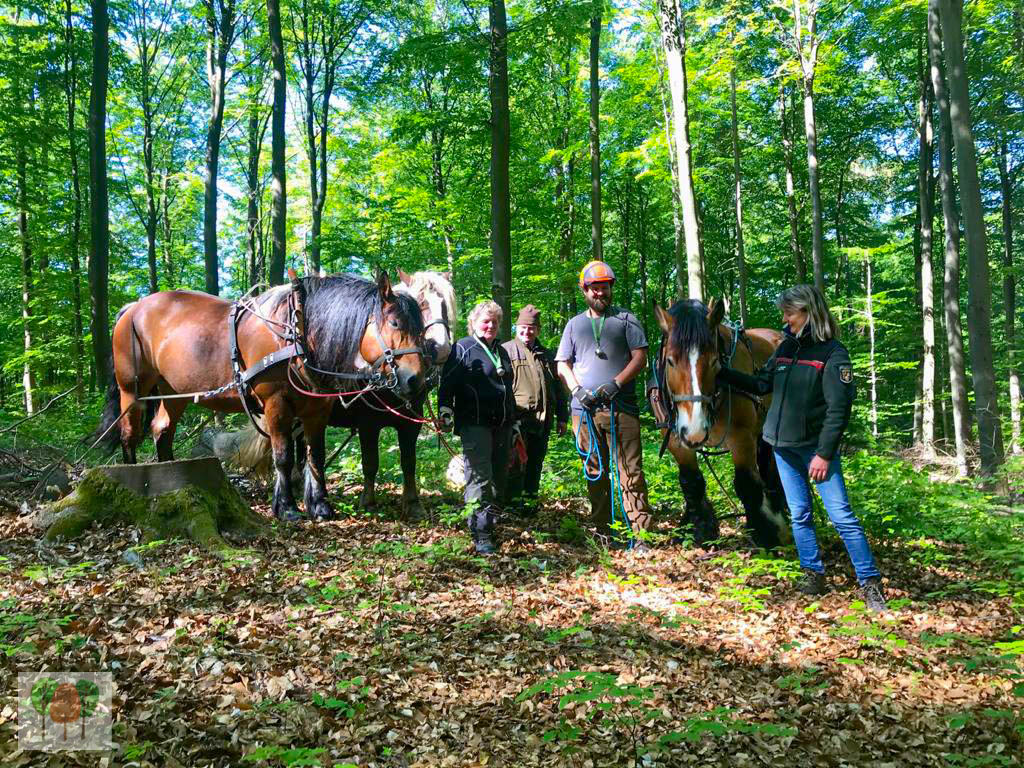 Holz Rickus Beltheim 