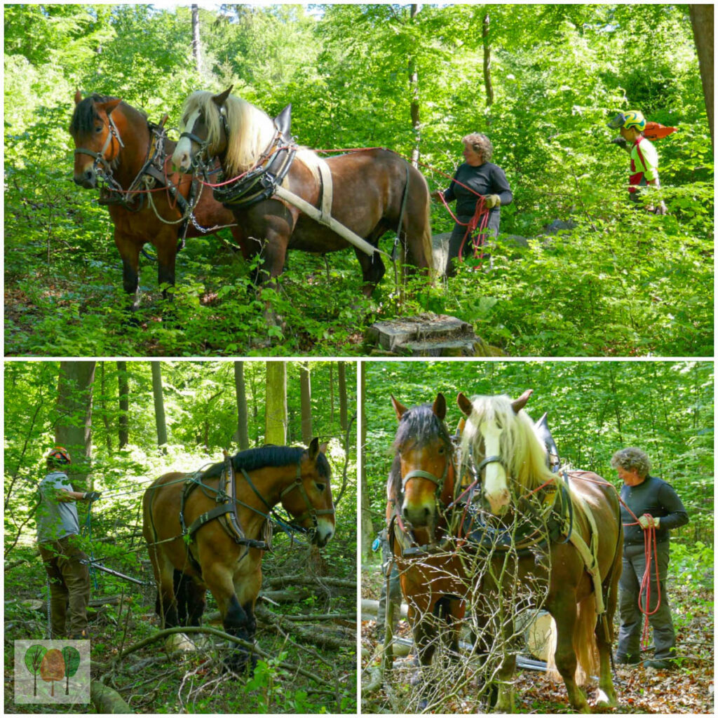 Holz Rickus Beltheim 