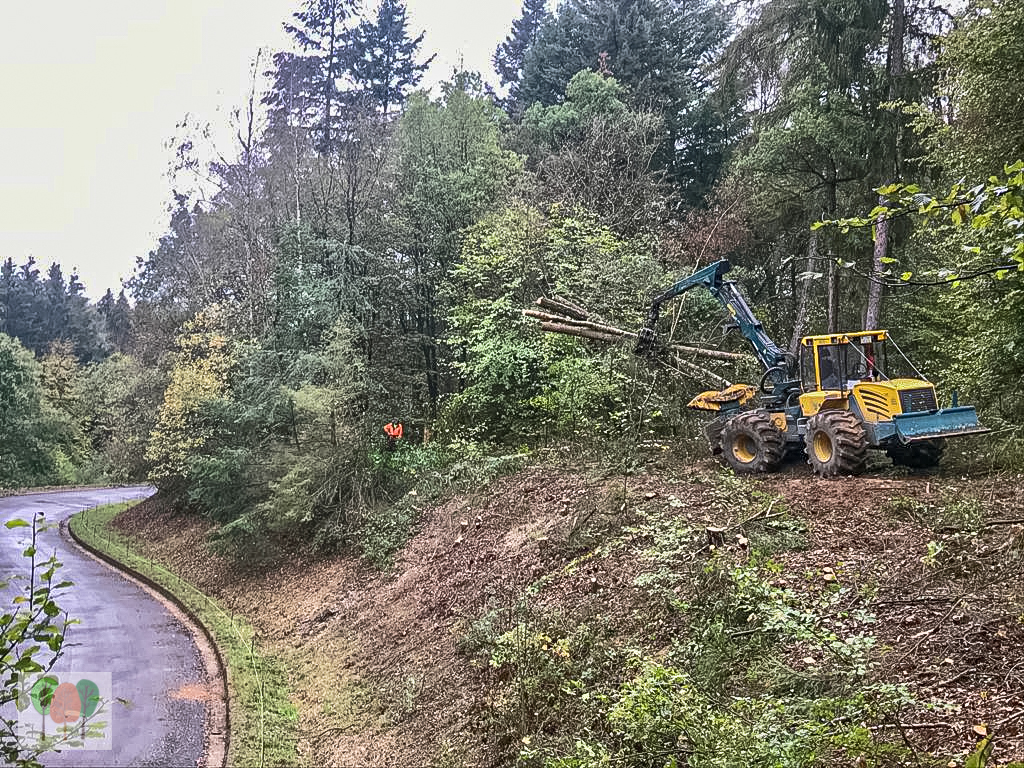 Verkehrssicherungsmaßnahme Holz Gros Rickus Beltheim