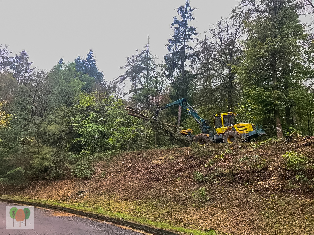 Verkehrssicherungsmaßnahme Holz Gros Rickus Beltheim