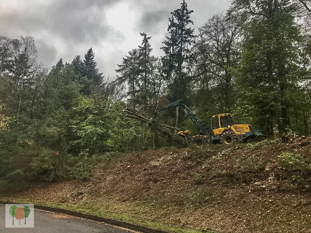 Verkehrssicherungsmaßnahme Holz Gros Rickus Beltheim