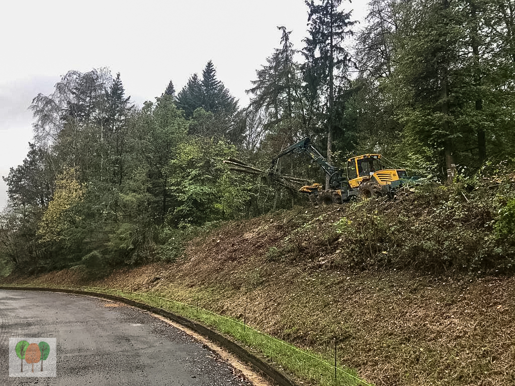 Verkehrssicherungsmaßnahme Holz Gros Rickus Beltheim